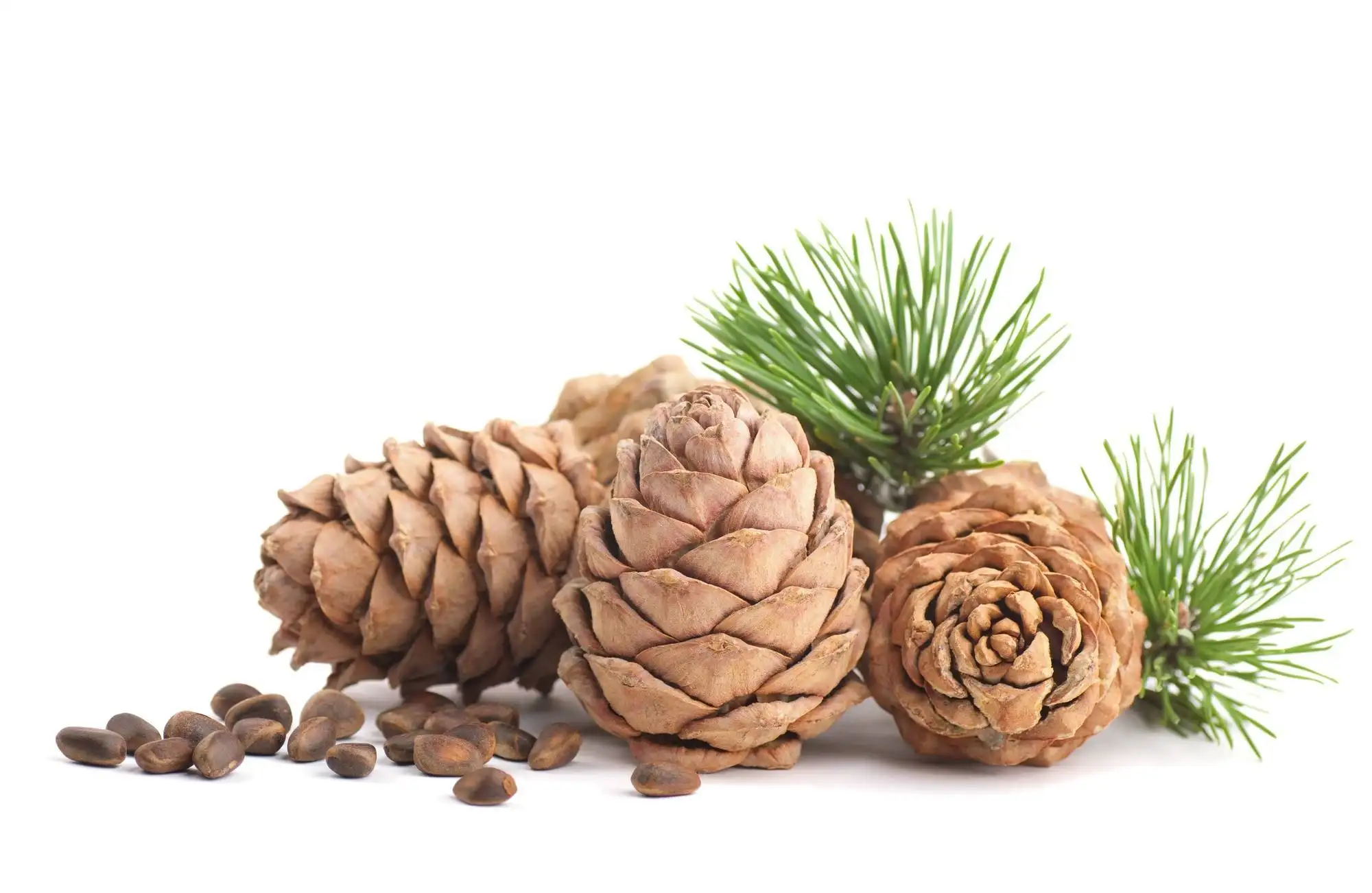 sedir_agaci_yagi_nedir_sampuani.webp