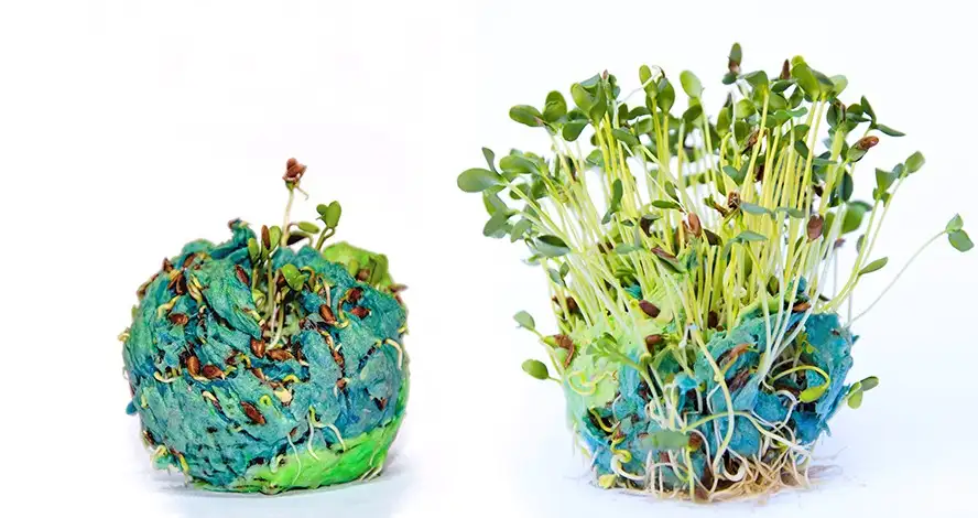 seedbomb1.jpg