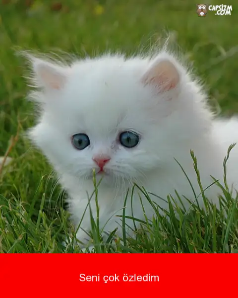 seni-cok-ozledim-capsi-5.webp