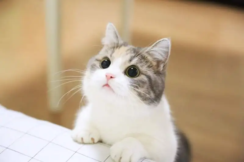 sevimli-kedi-fotograflari_1417620.webp