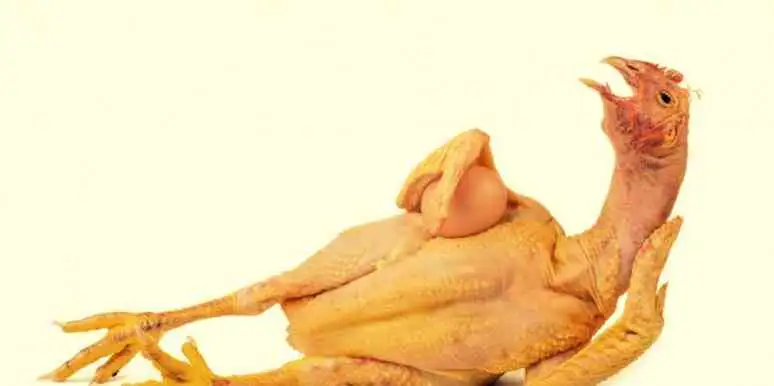 sexy-chicken.webp