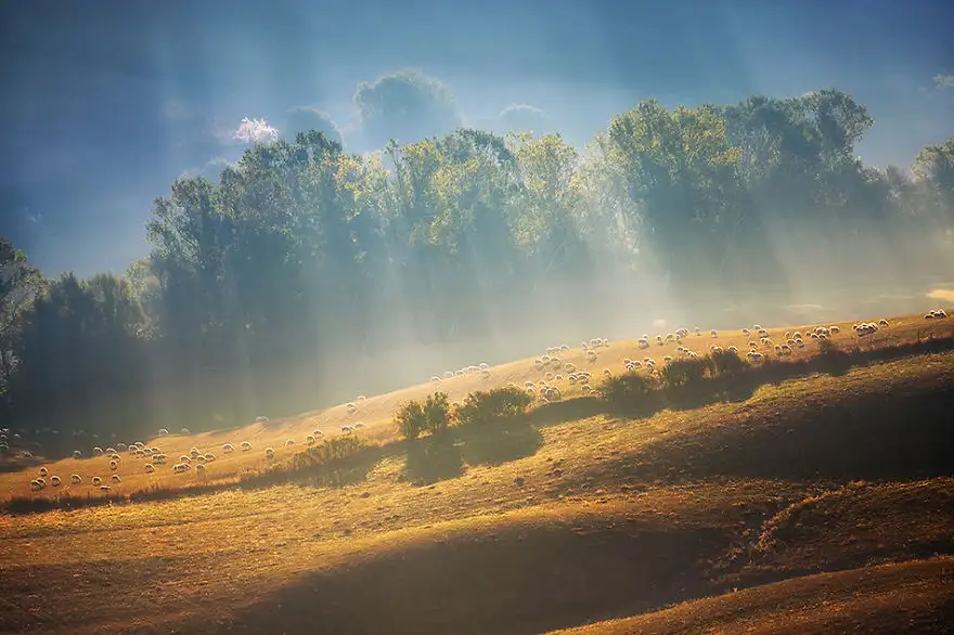 Sheeps-in-rays-950__880.webp