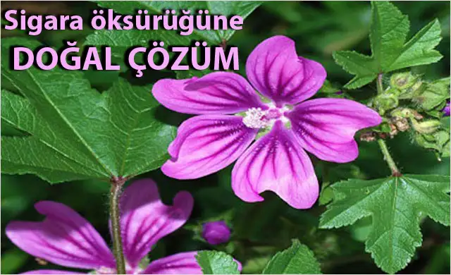 sigara-oksurugune-dogal-cozum--5536006.webp
