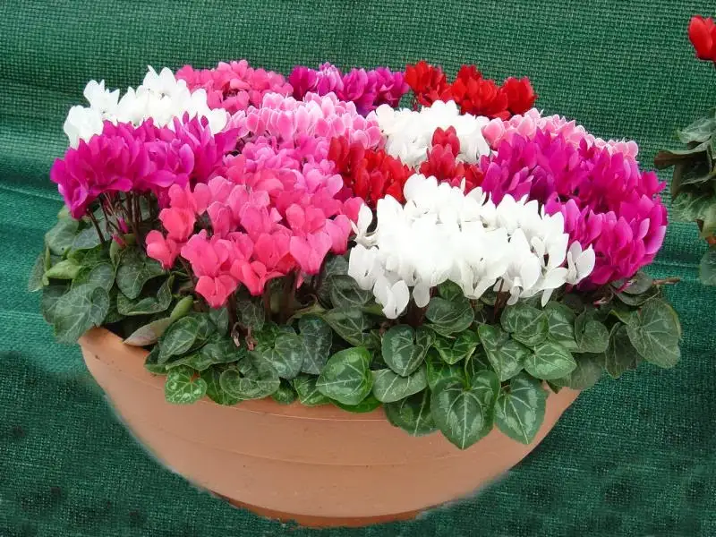 Siklamen (cyclamen)_jpeg.webp