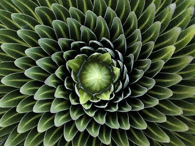 simetri-tutkunlarina-ozel-kareler-5580648.webp