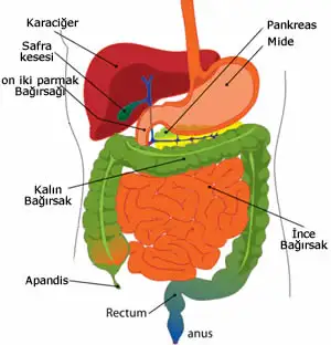 sindirim-sistemi.webp