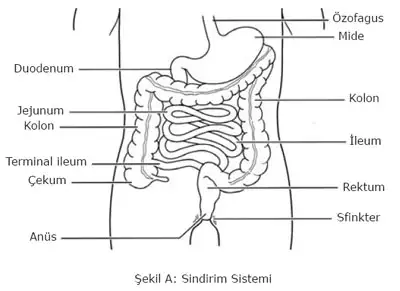 sindirim_sistemi.webp