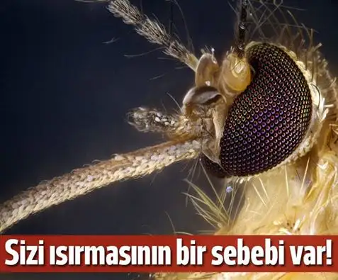 sivrisinek_neden_issirir.webp