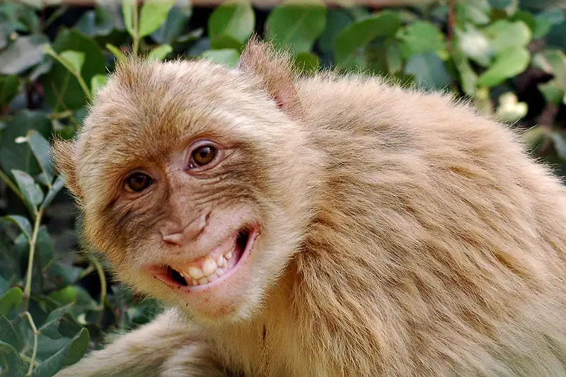 smiling.monkey.webp