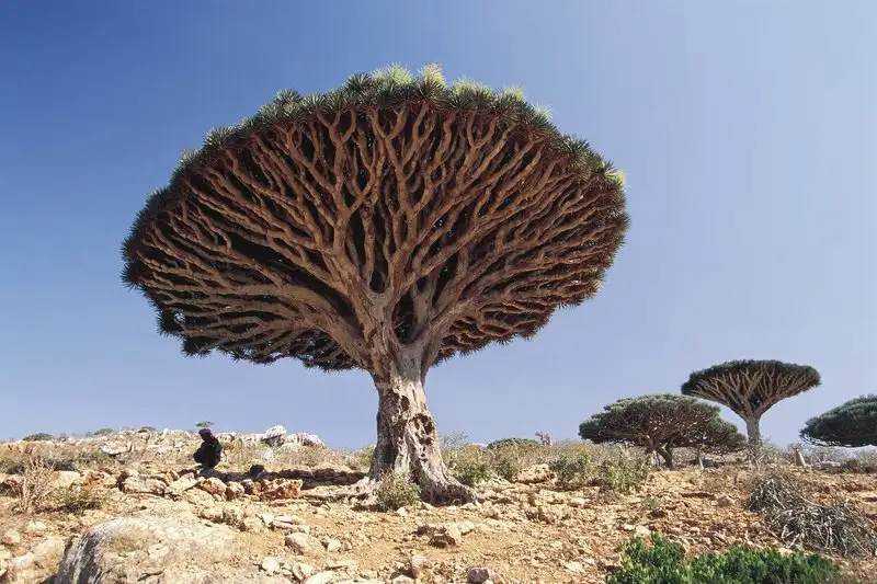 sokotra-ejderha-ağacı-yemen.webp