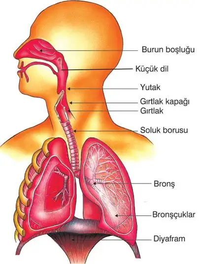 solunum_sistemi.webp
