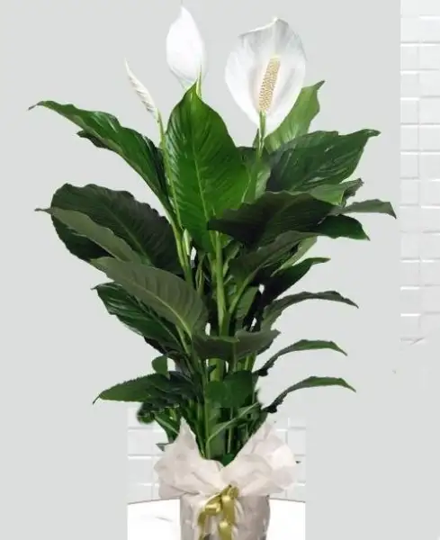 spathiphyllum-baris-cicegi-563.webp