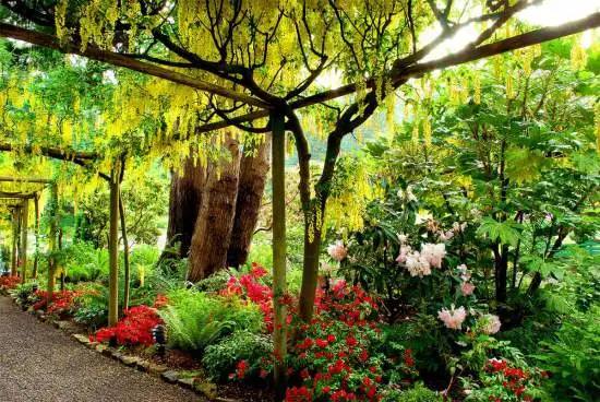 spring-full-laburnmum-walk.webp