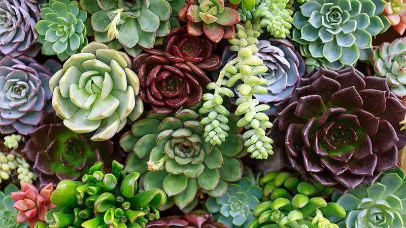 succulents-guide-feat.webp