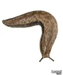 sumuklu-bocek.webp