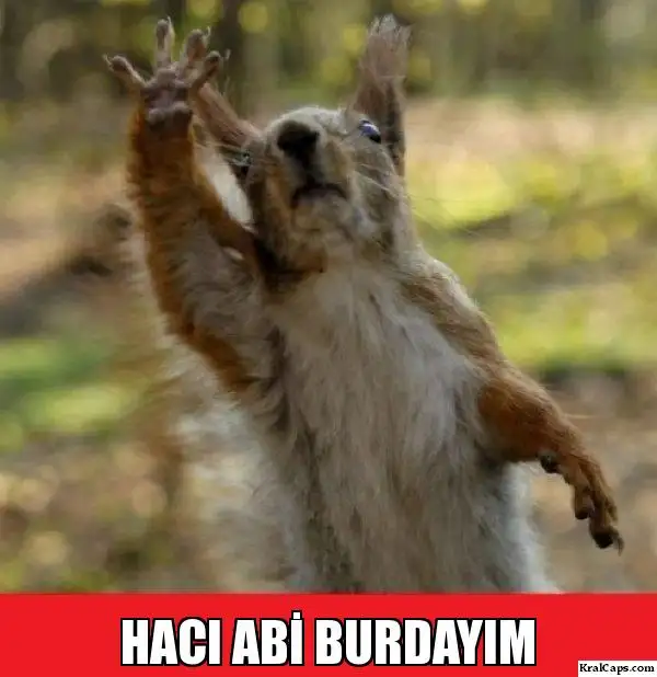 sva5p1.webp