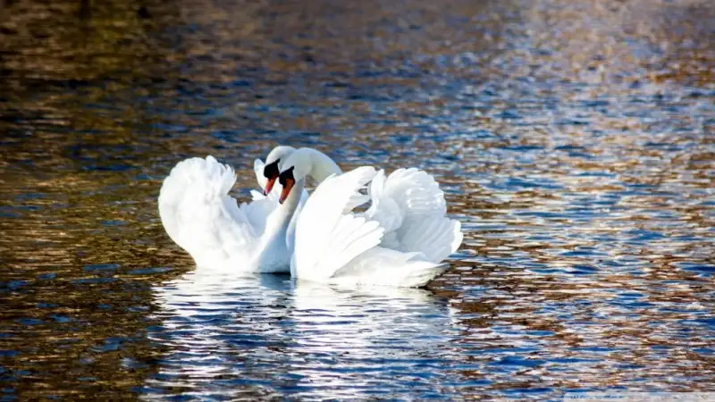swans_love-wallpaper-1024x576.webp