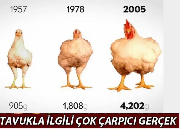 tavuk1.webp