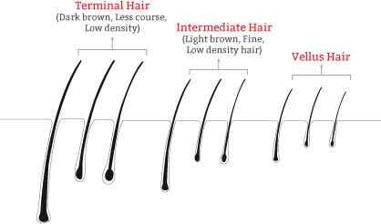 telgen-hair-phase.webp