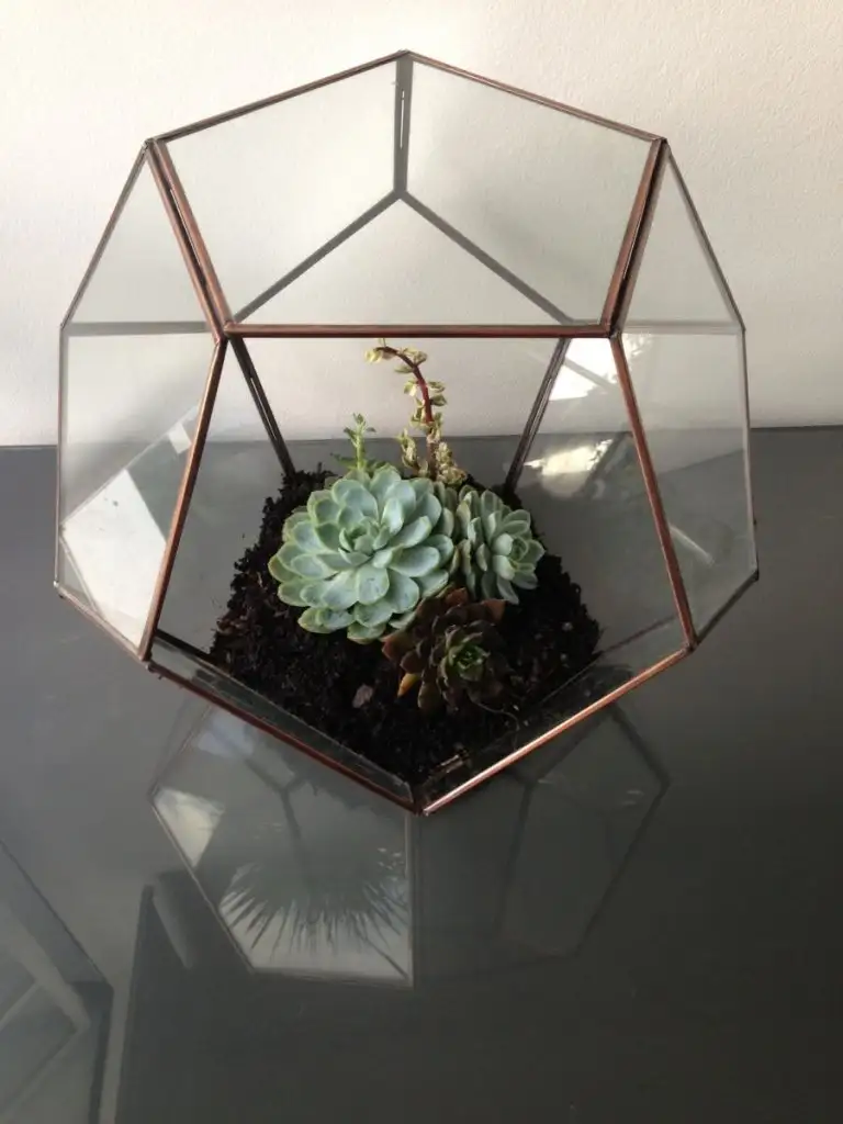 terrarium-finished-e1375095245709.webp