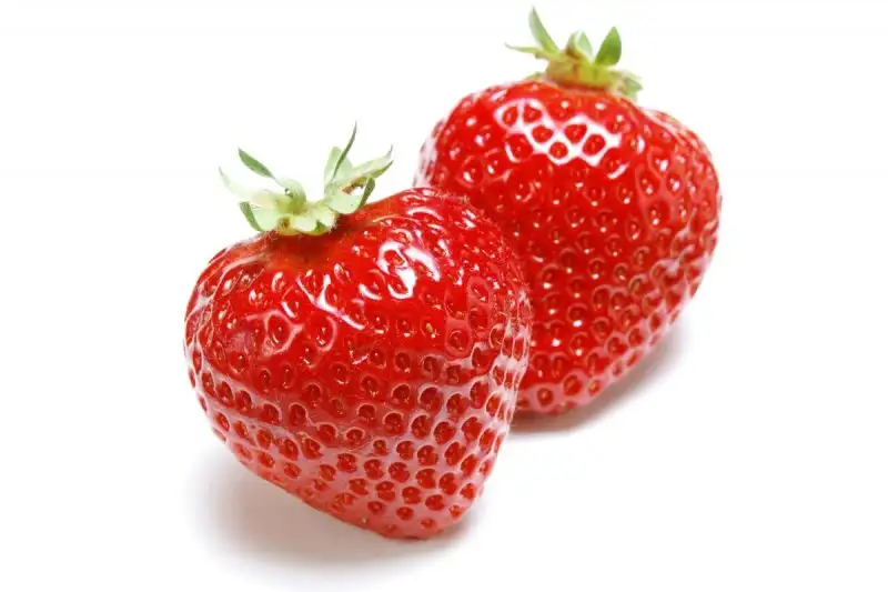 tessenderlo-agrochem-bitki-rehberi-cilek-strawberry-015.webp