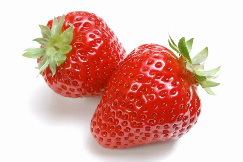tessenderlo-agrochem-bitki-rehberi-cilek-strawberry-016.webp