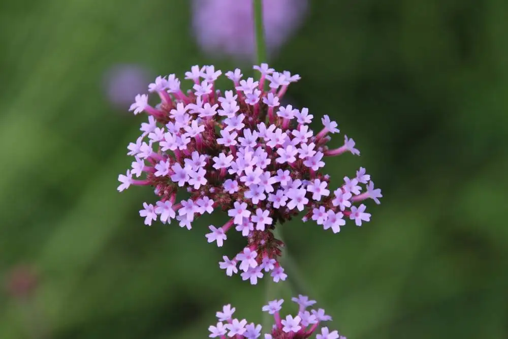 thymol.webp