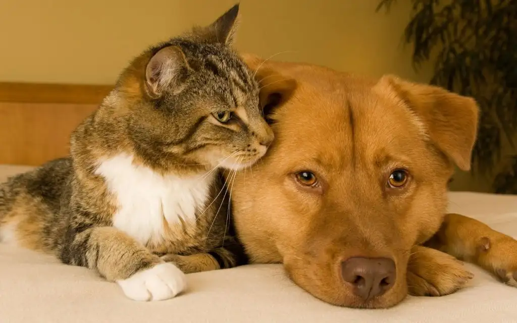 tips-adopting-right-cat-dog-ftr.webp