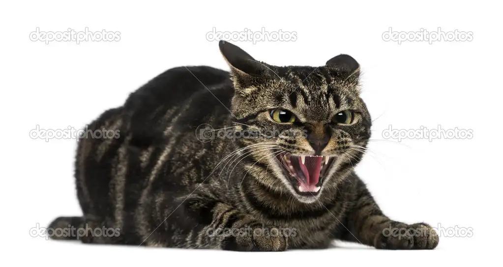 tıslayan kedı.webp