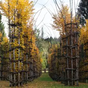 tree-cathedral-cattedrale-vegetale-giuliano-mauri-20.webp