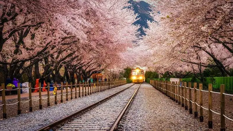 tree-tunnels-(23).webp