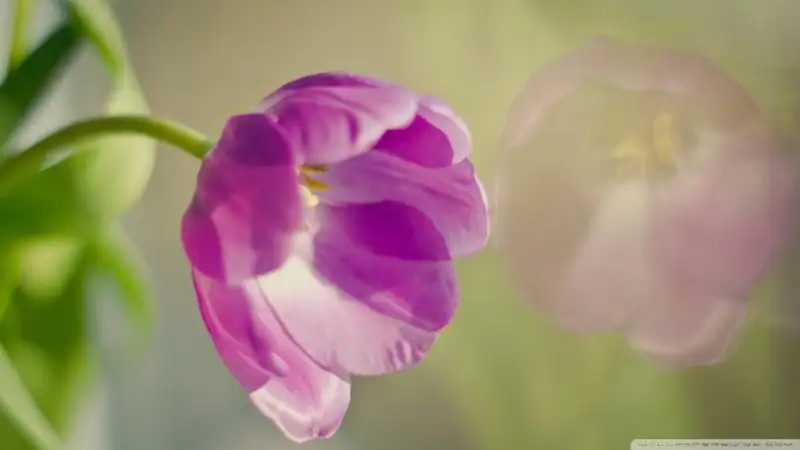 tulip_in_a_vase_near_window-wallpaper-1024x576.webp