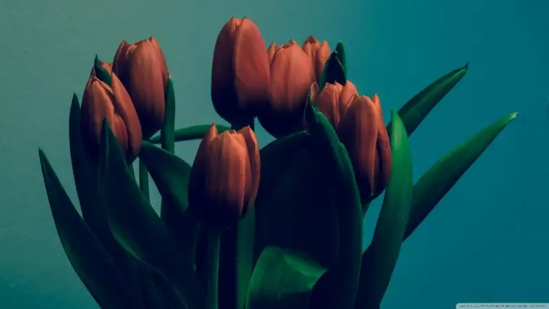 tulips_vintage-wallpaper-1280x720.webp