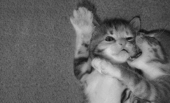 tum-romantik-filmleri-geride-bırakan-21-asik-kedi-cifti-10.webp