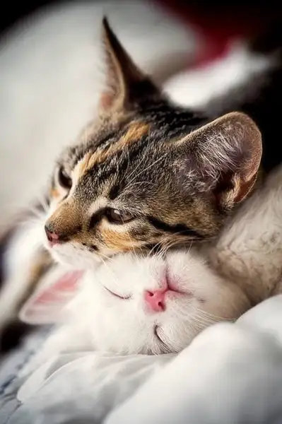 tum-romantik-filmleri-geride-bırakan-21-asik-kedi-cifti-14.webp