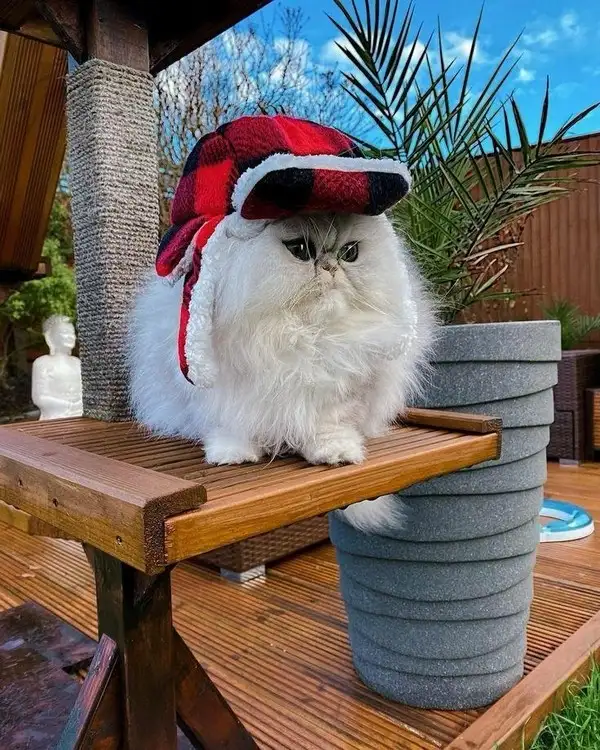 tumblr_028b7f64c9ce0b697d4bee4346cb651a_17d97e1c_1280.webp