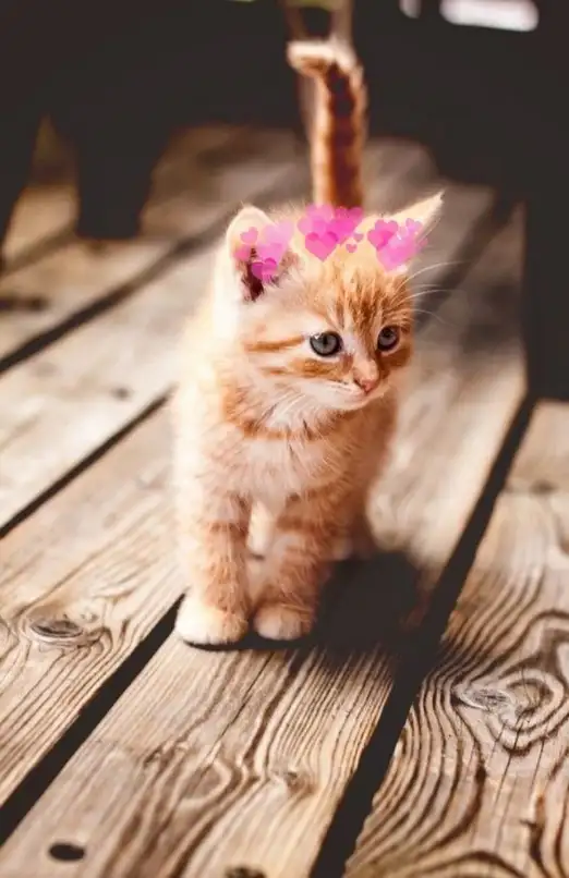 tumblr_04ca81f10547f7e6c40f864c3ac7bf1f_744b0c57_1280.webp