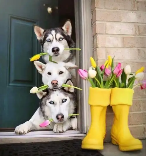 tumblr_2e6399c40771ed464bdbf1e6176ec0ce_ac211f95_1280.webp