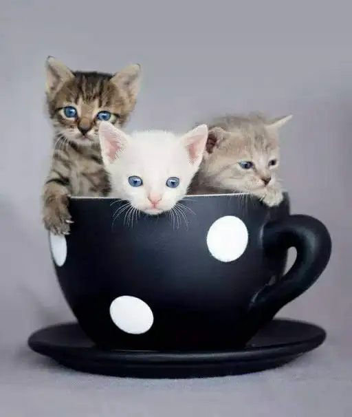 tumblr_4290906145ddaf4e0601e39c4d477e1f_0b4e2843_1280.webp
