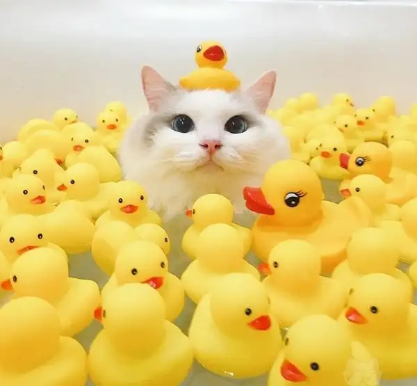 tumblr_50ed3f6d44e757004e5540b715c46ae6_17ece47c_1280.webp