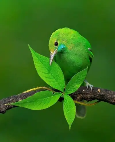 tumblr_558fc83b22aafa5ceccef4b55e095998_8230dd50_400.webp