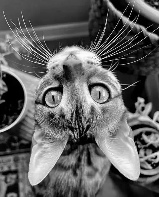 tumblr_6afada63f0527f6fc446af89162da590_b2e6018d_640.webp