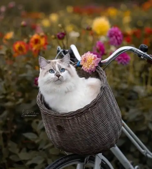 tumblr_6c3ebb6c0471717d8695b73a45a40800_6976eb21_1280.webp