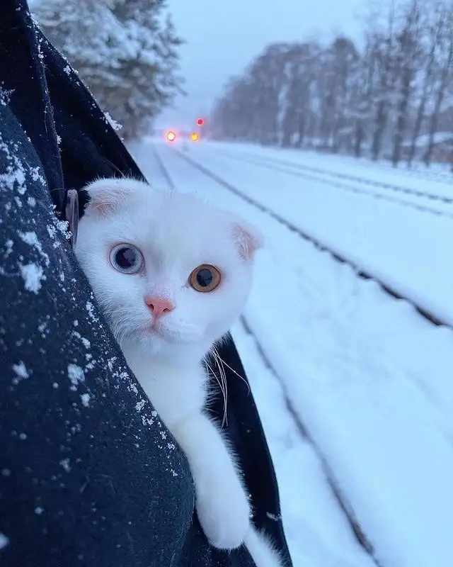 tumblr_c99798dc9d5ee437f721ba2fe0458560_4eefa8d2_640.webp