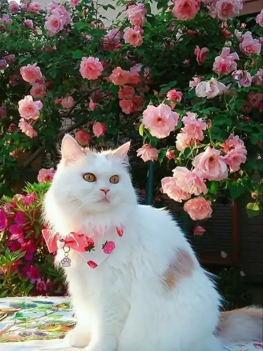 tumblr_d71a24cf33d2cfcaf1ad5ceb415e7f05_fdb6cc44_1280.webp