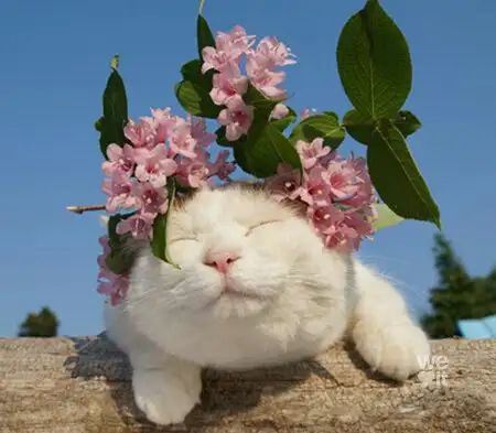 tumblr_dbd1074245f794754dd7b525f3d59760_e7a349b3_500.webp