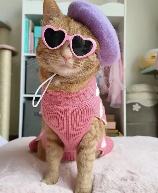tumblr_ddbf247080c512631269f60644903d83_da922b61_640.webp