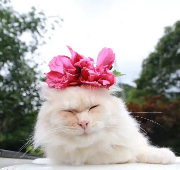 tumblr_e2ed7d1f3e2560e205c389cda4c97026_19055515_640.webp
