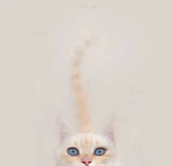 tumblr_e943c1ad438e54e02b377231632c0a1e_7c421b2b_1280.webp