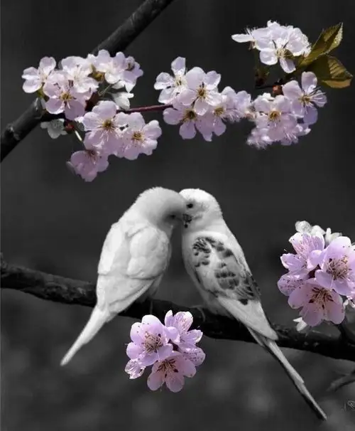tumblr_f2bb06877ffb795260ce4ec089d36e90_7b403b49_640.webp